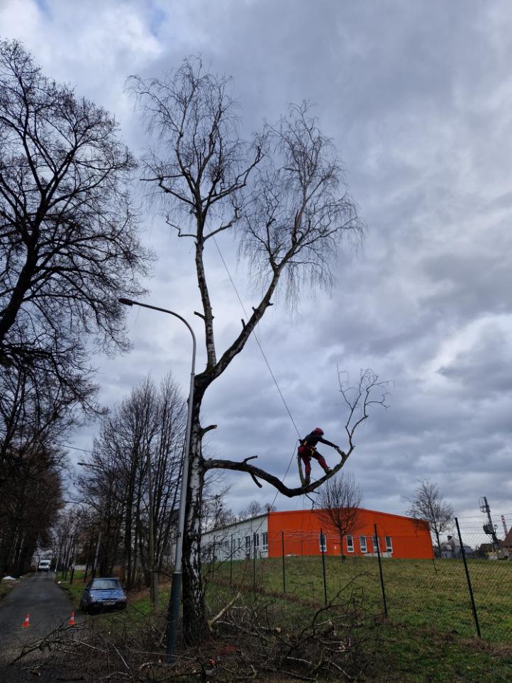 kácení břízy v těsné blízkosti pozemní komunikace Ostrava